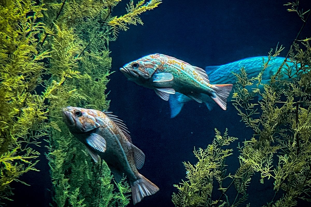 Monterey Bay Aquarium - Gallery Image 3